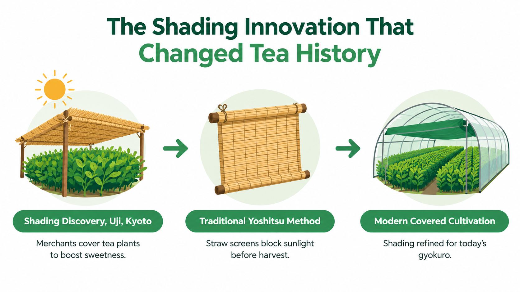 A diagram illustrating the evolution of tea shading techniques from traditional straw methods to modern greenhouse cultivation.