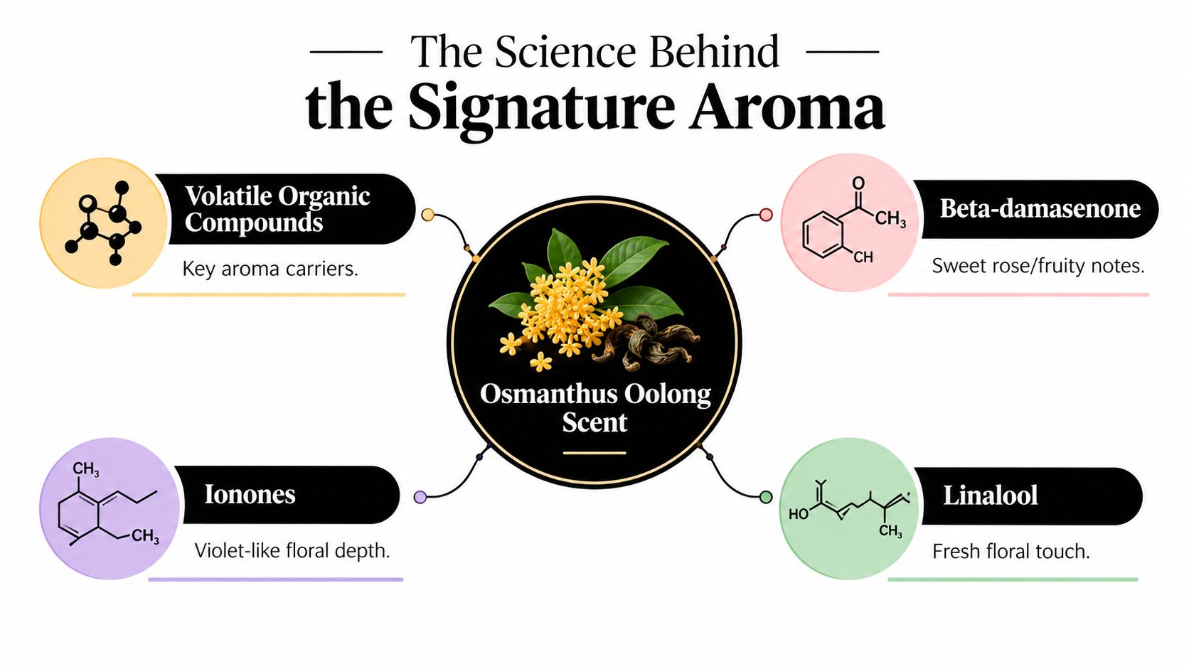 An infographic titled The Science Behind the Signature Aroma explaining the chemical compounds found in Osmanthus Oolong tea.