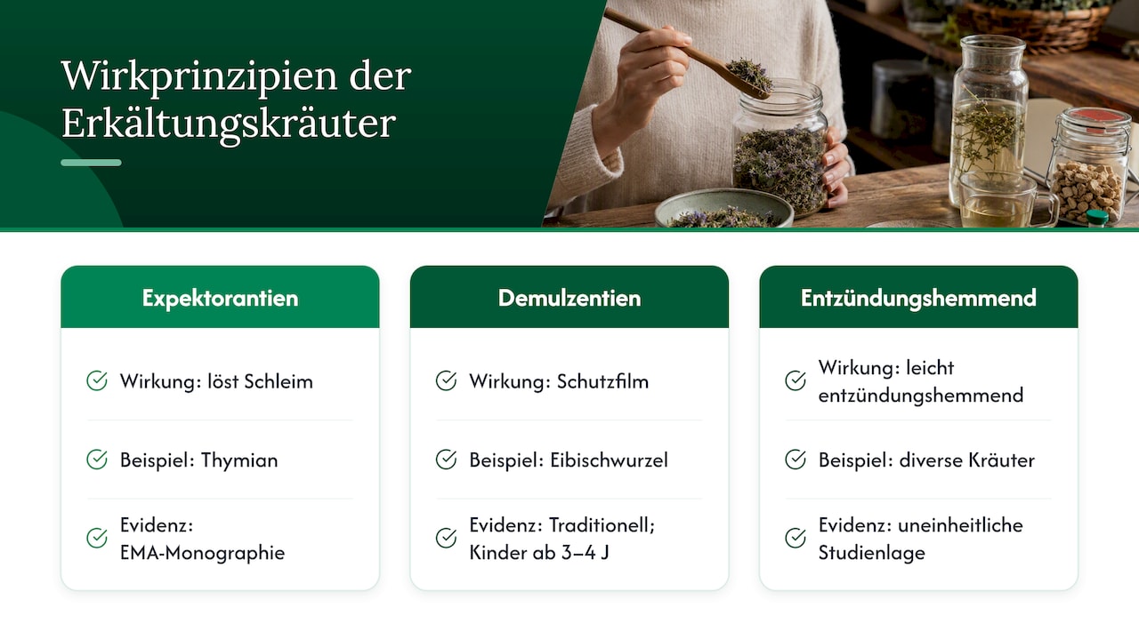 Drei Wirkungsweisen bei Husten