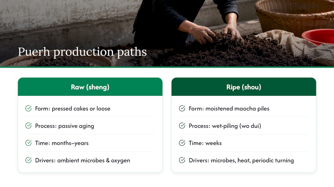 Raw and ripe puerh production pathways